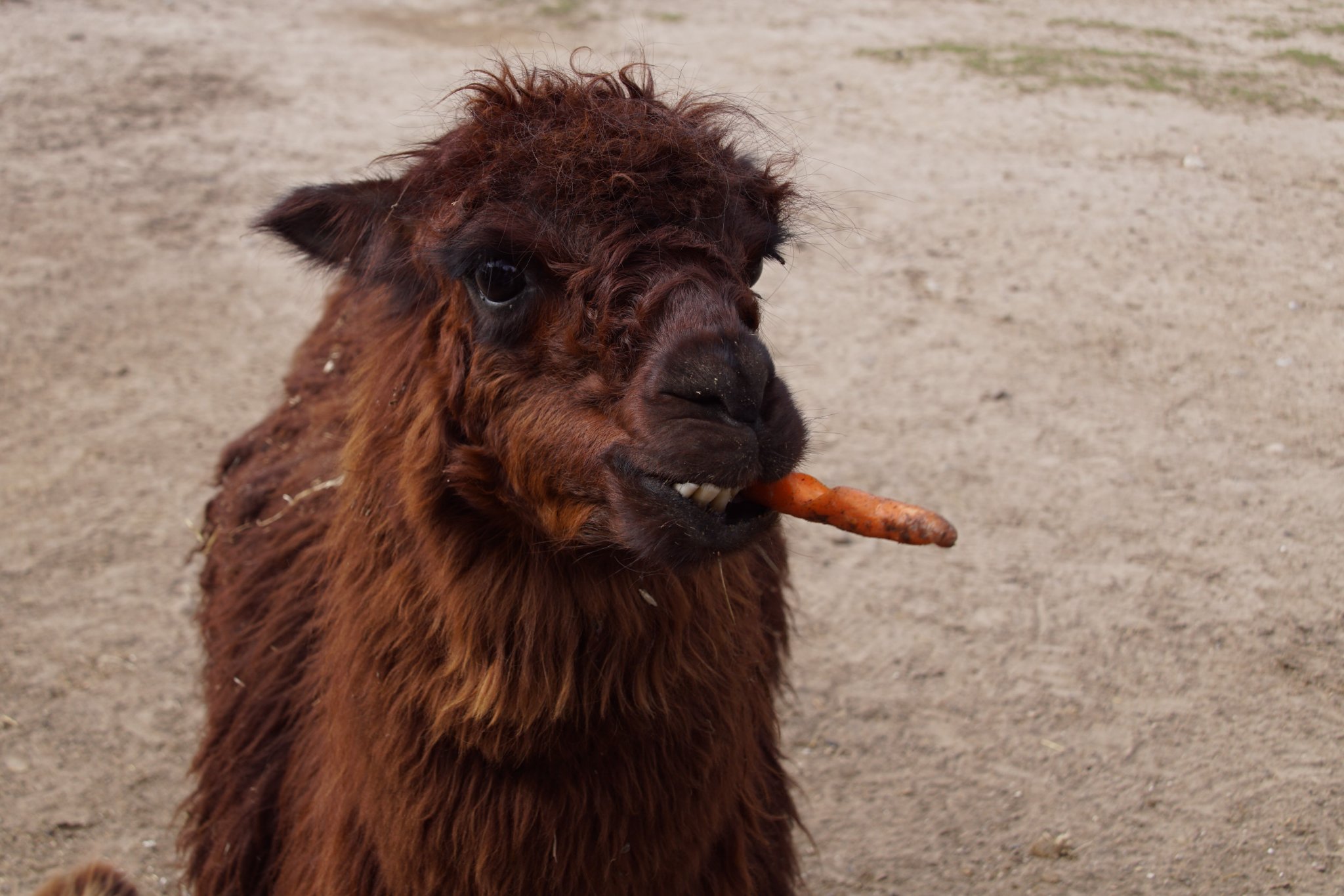 Alpaca