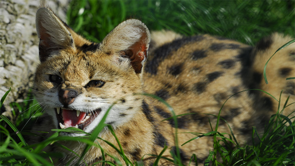 Serval
