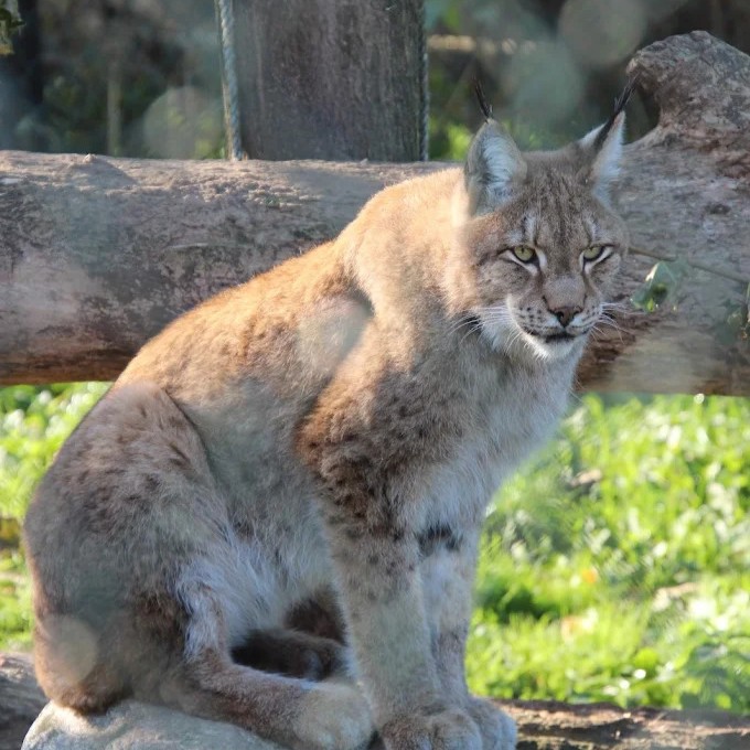 Gæstebillede fra Munkholm Zoo