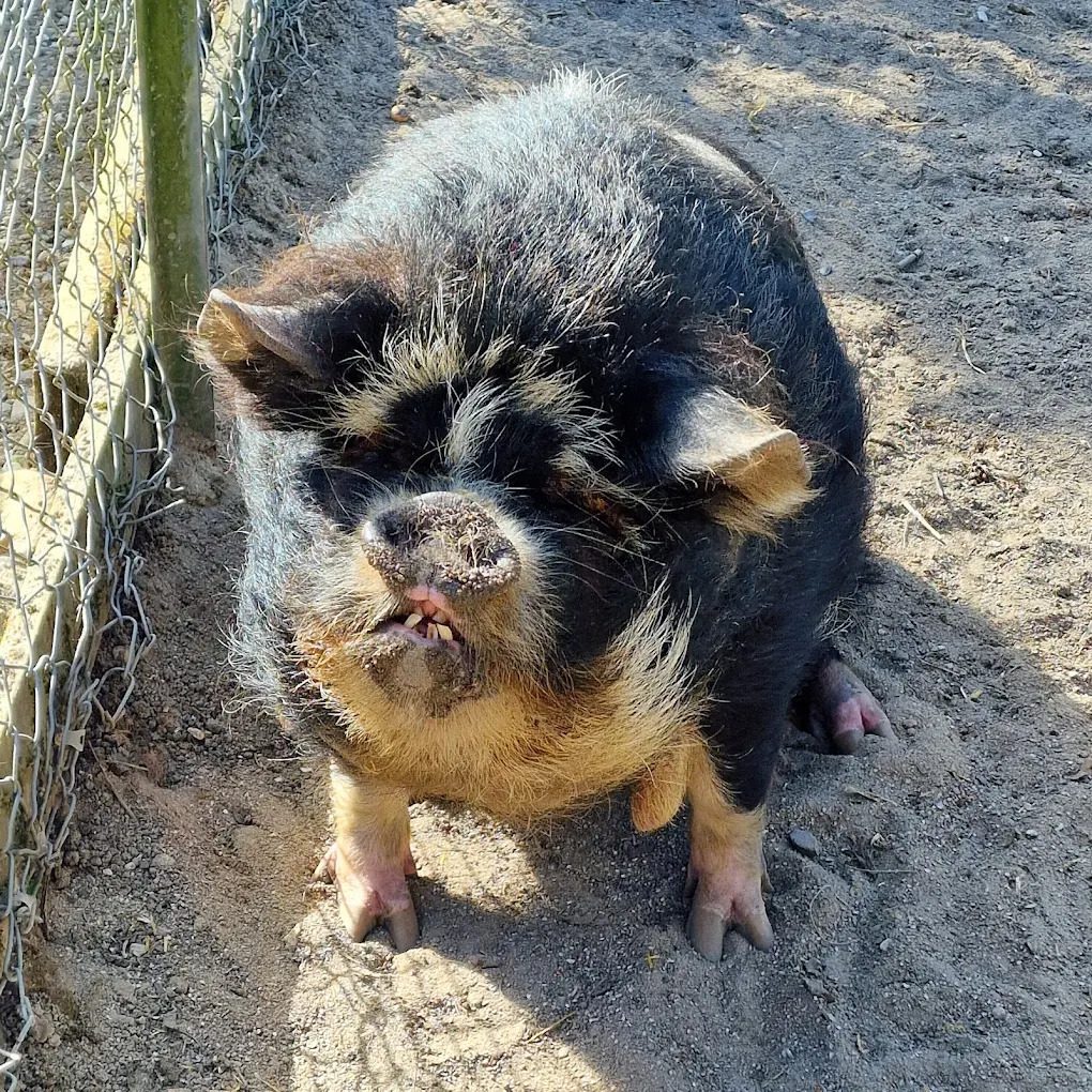 Gæstebillede fra Munkholm Zoo