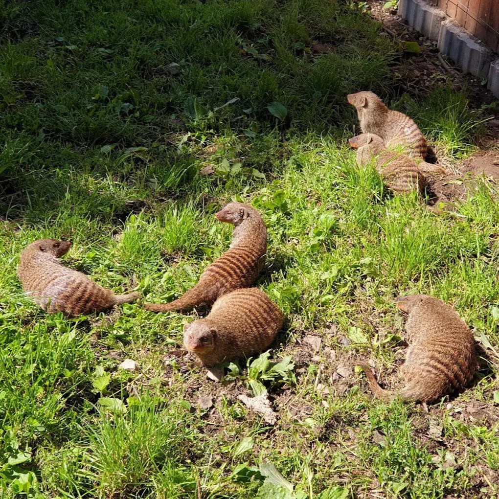 Gæstebillede fra Munkholm Zoo